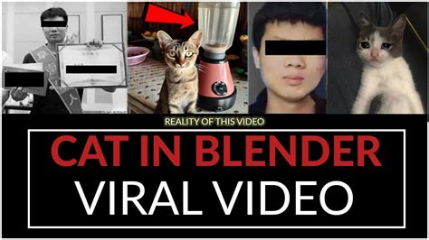 cat in blender video twitter|Twitter. It’s what’s happening / Twitter